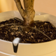 Illustration for article titled Parrots New Greenthumb Gadgets Take Care of Your Plants Automatically